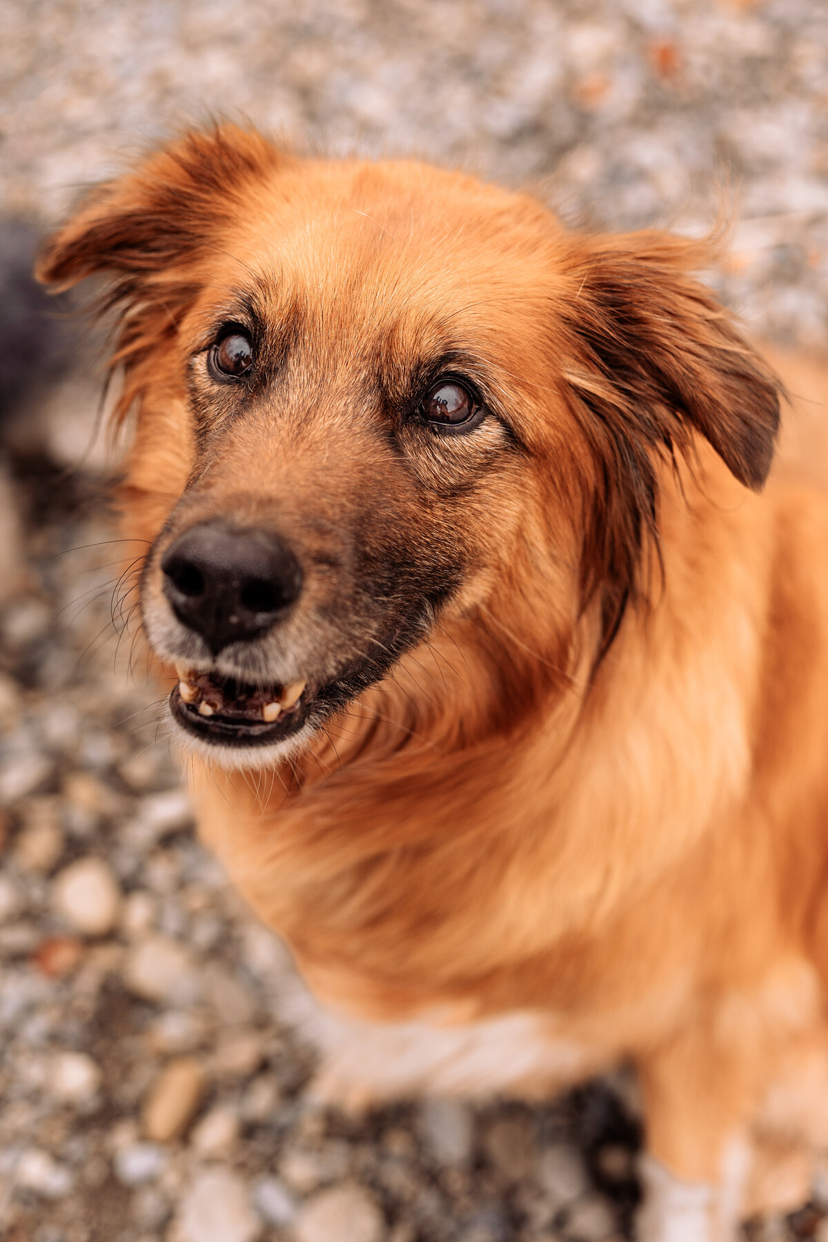 large-dog-close-up