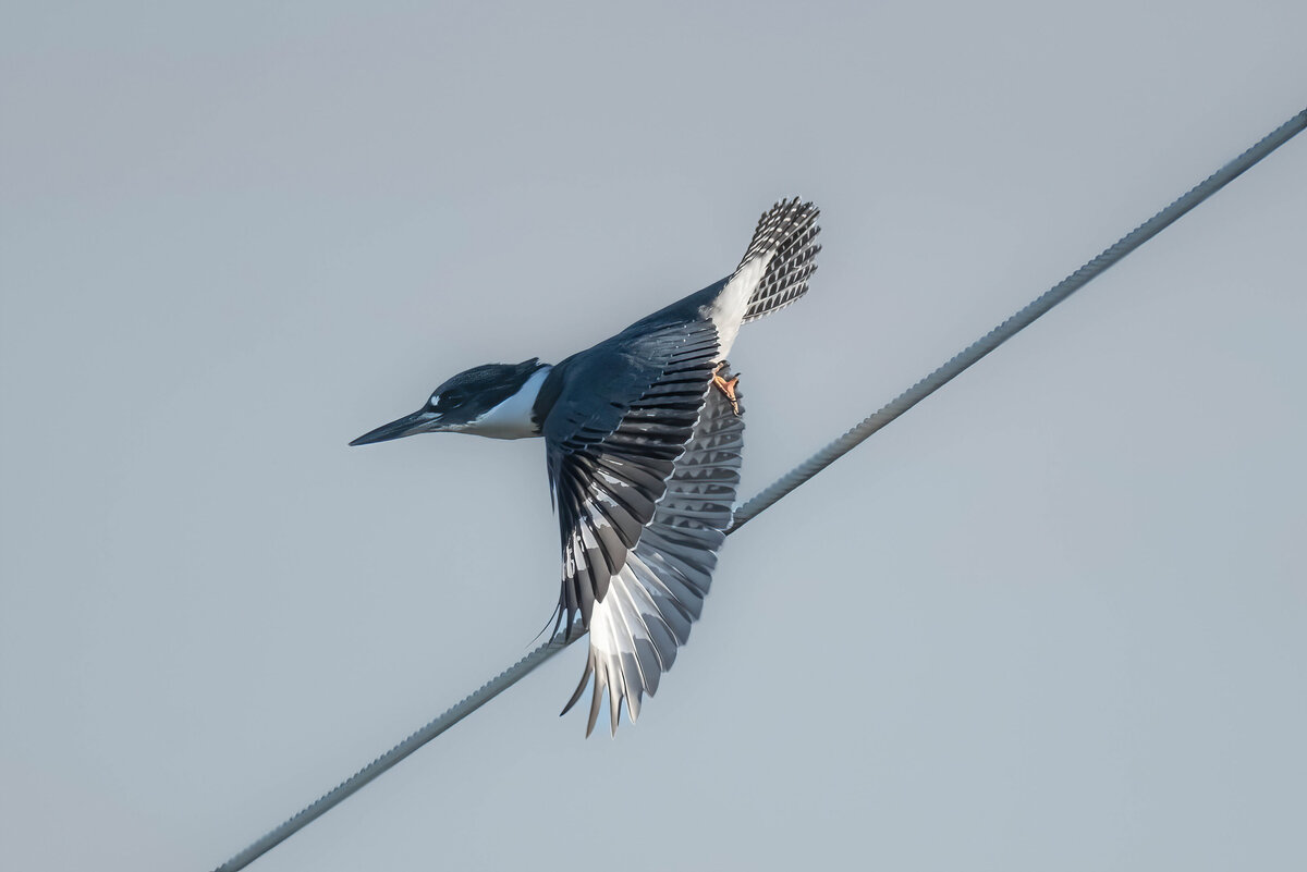 belted kingfisher 1.0-D (1)