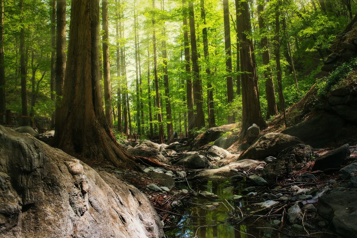 Rocks, trees, and sunlight filtering through the trees.