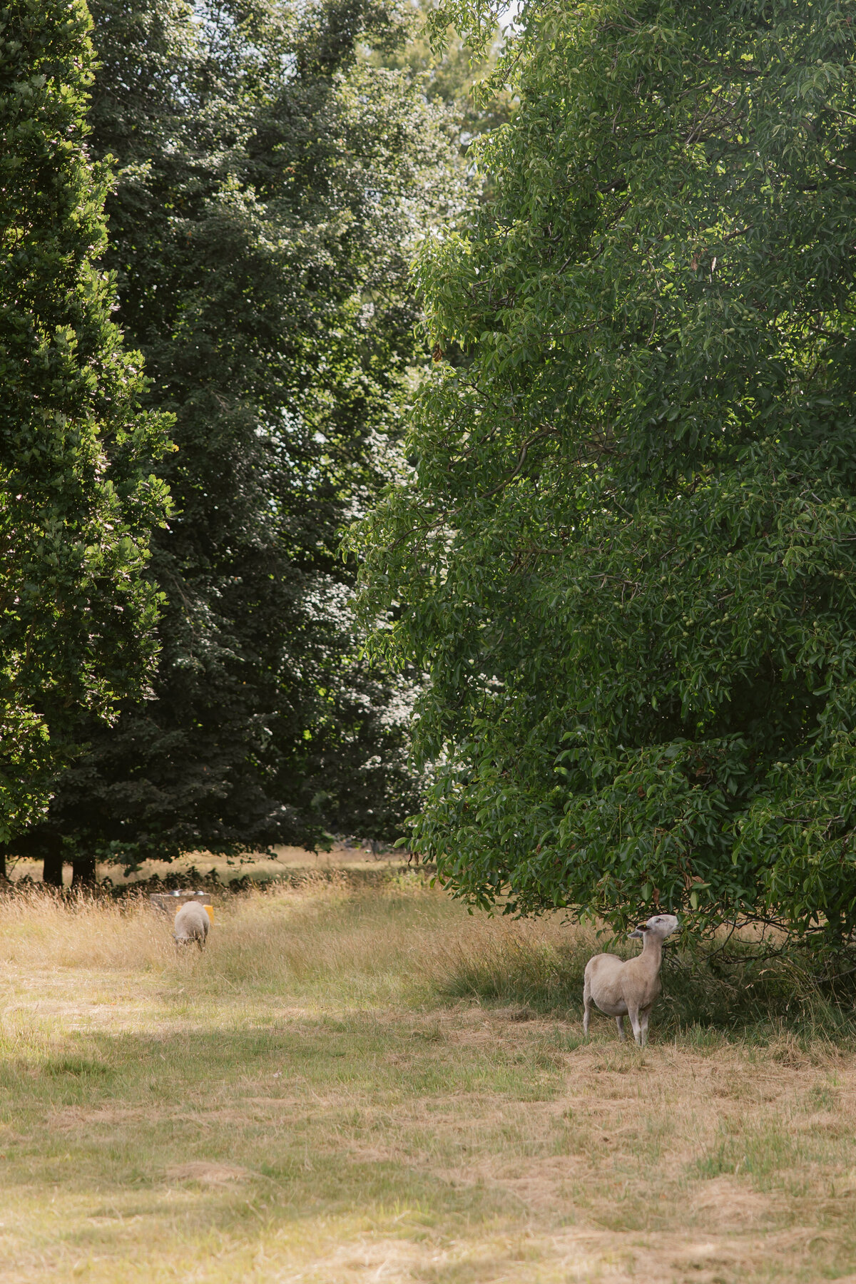 Cotswolds-16