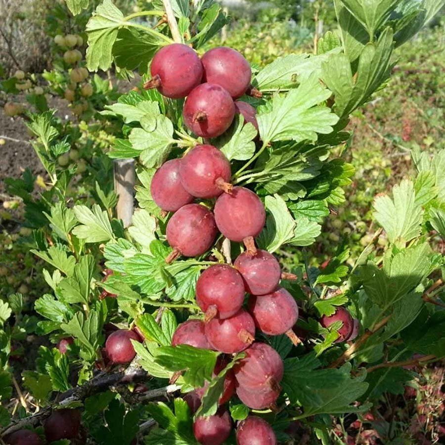 Captivator-gooseberry