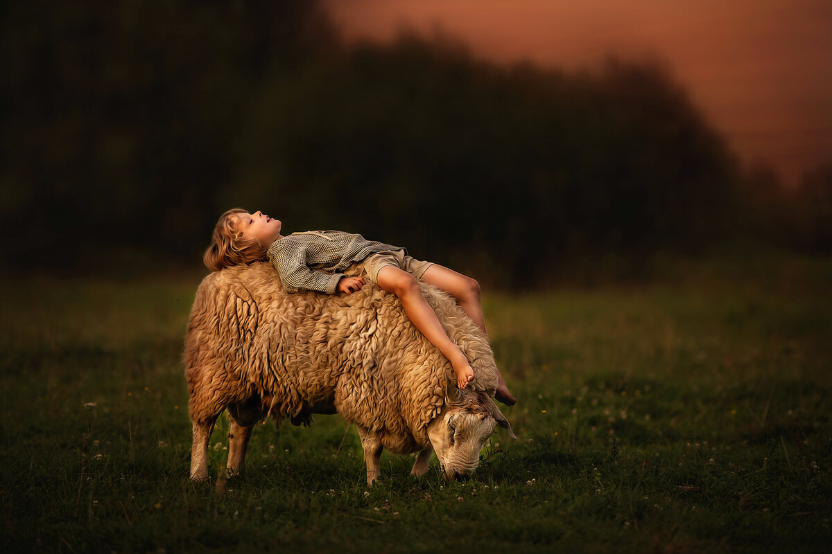Herdsboy is resting on his sheep's back and looking at the sunset in the farm.