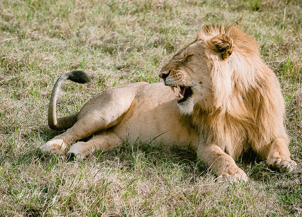 a lion roars in Kenya taken by a safari travel photographer