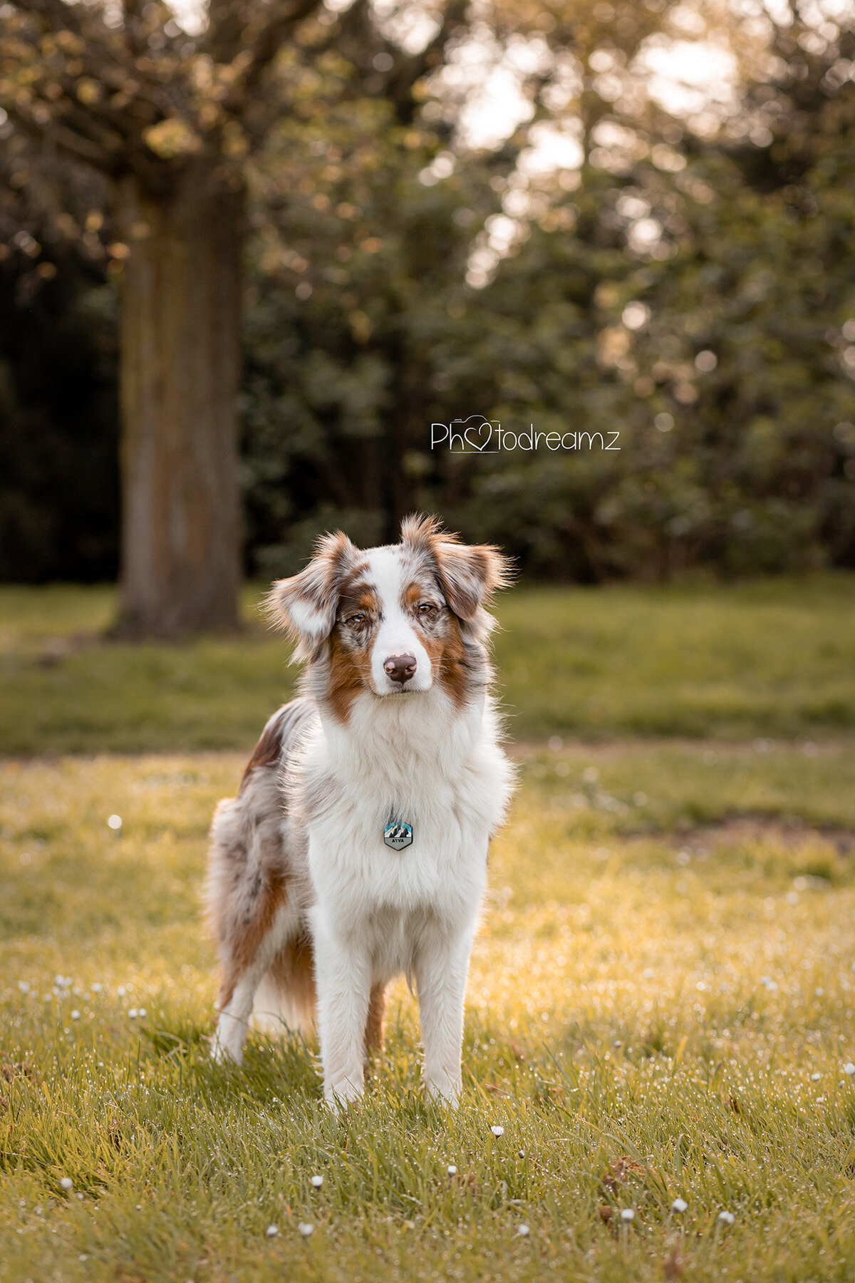 Fotoshoot-hond-australian-shepherd-limburg