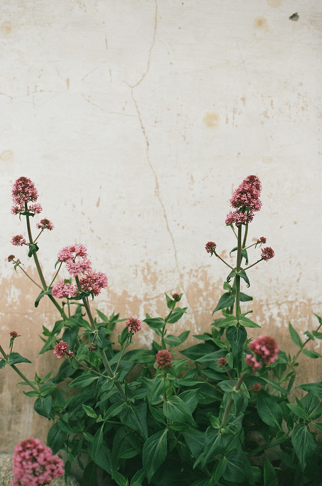 Spring-wedding-in-carmel-california25