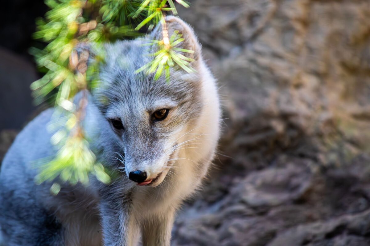 Arctic_Fox_Tongue-370f8c12-2500