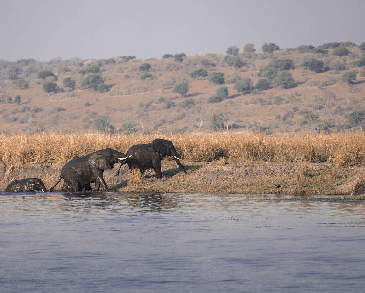 Elephants Crossing the Chobe River on Chobe Game Lodge Safari