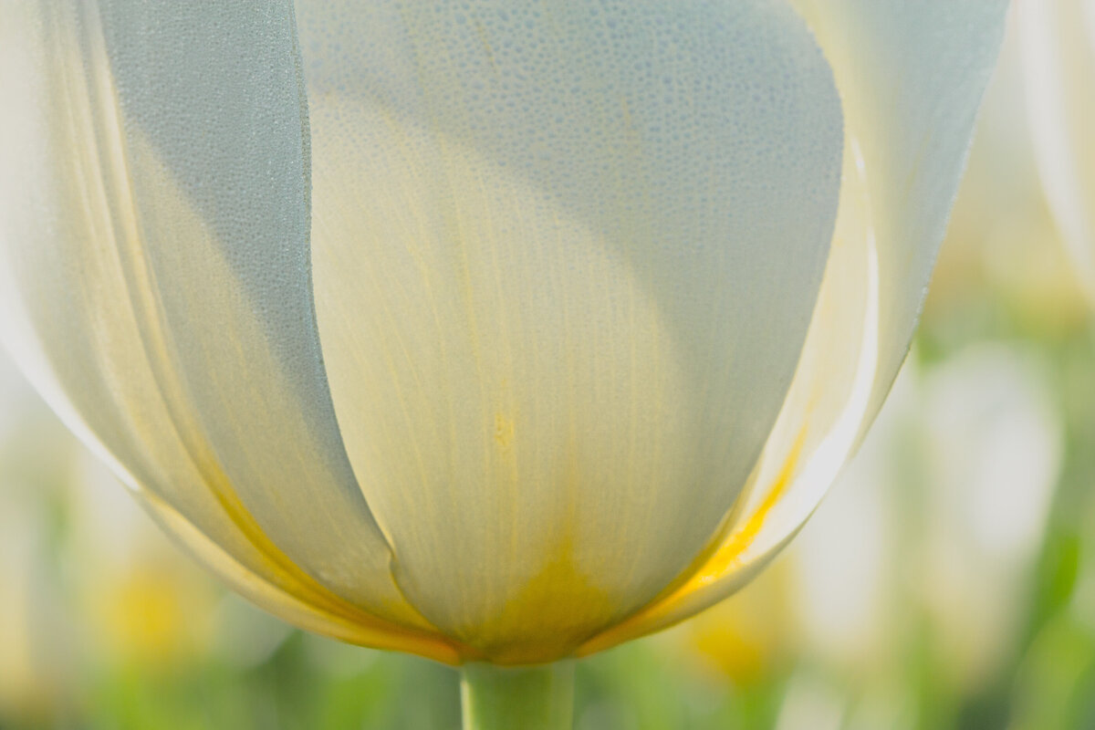 tulip_white_9344_C1