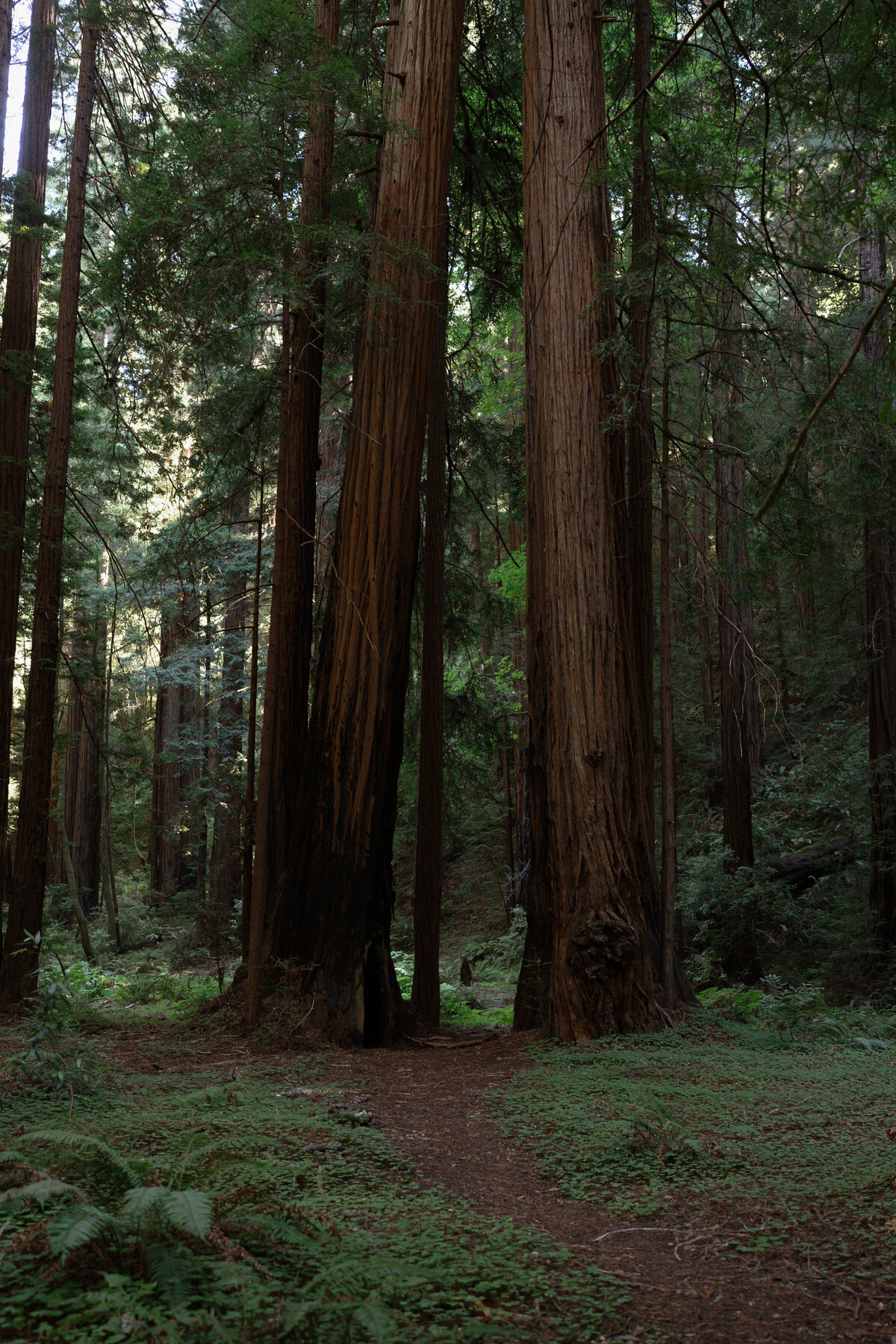 Redwoods-Elopement-31