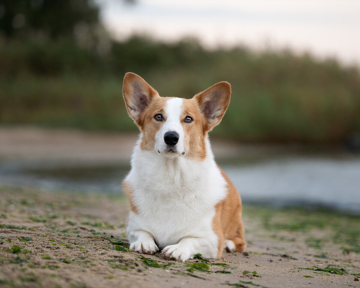 Revelaire Maryland Dog Photography B1c