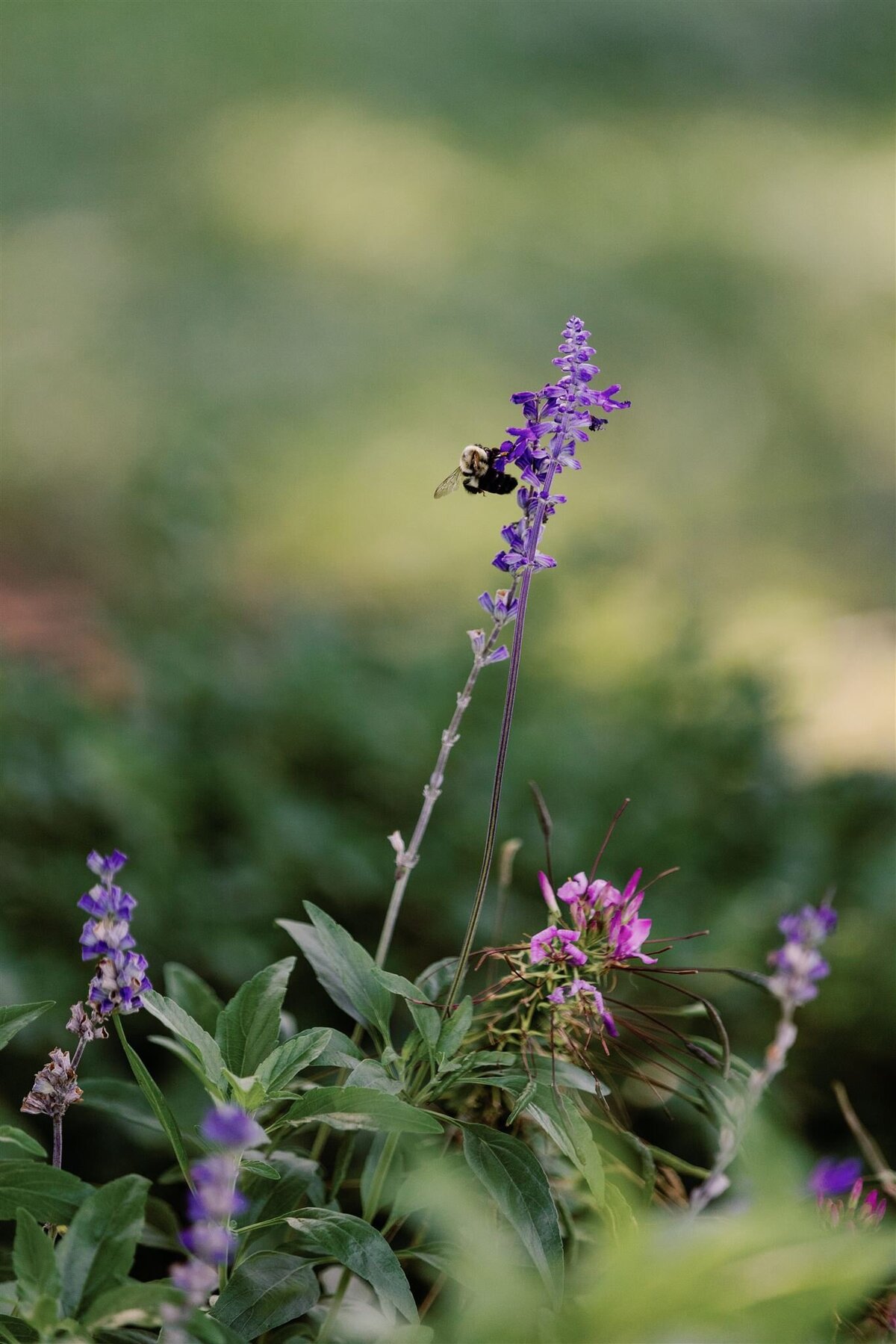brooklyn-botanic-garden-wedding-photos-0022