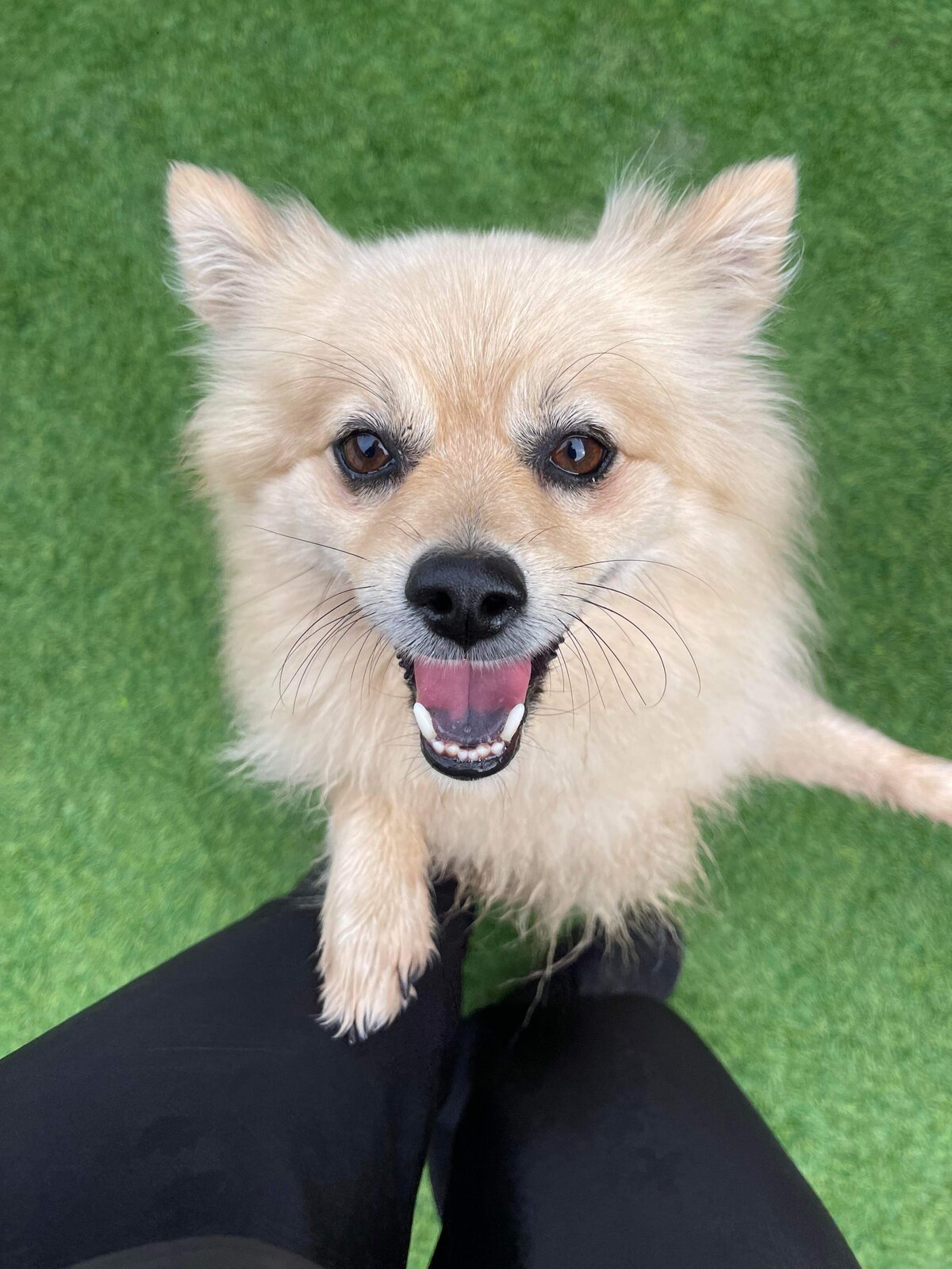 Paradise Pet Retreat Dog Kennel & Dog Boarding