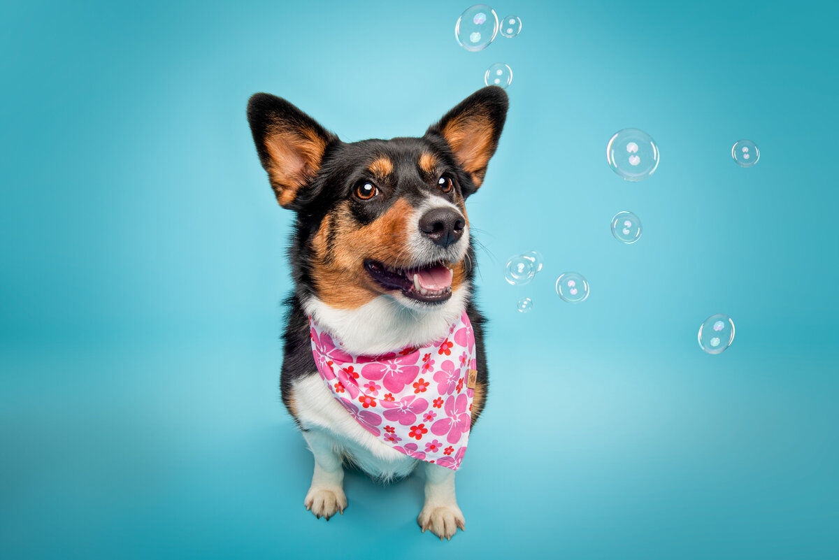 Sacramento Dog Photographer Kylie Compton Photography Welsh Corgi Black and Tan Blue Background-2