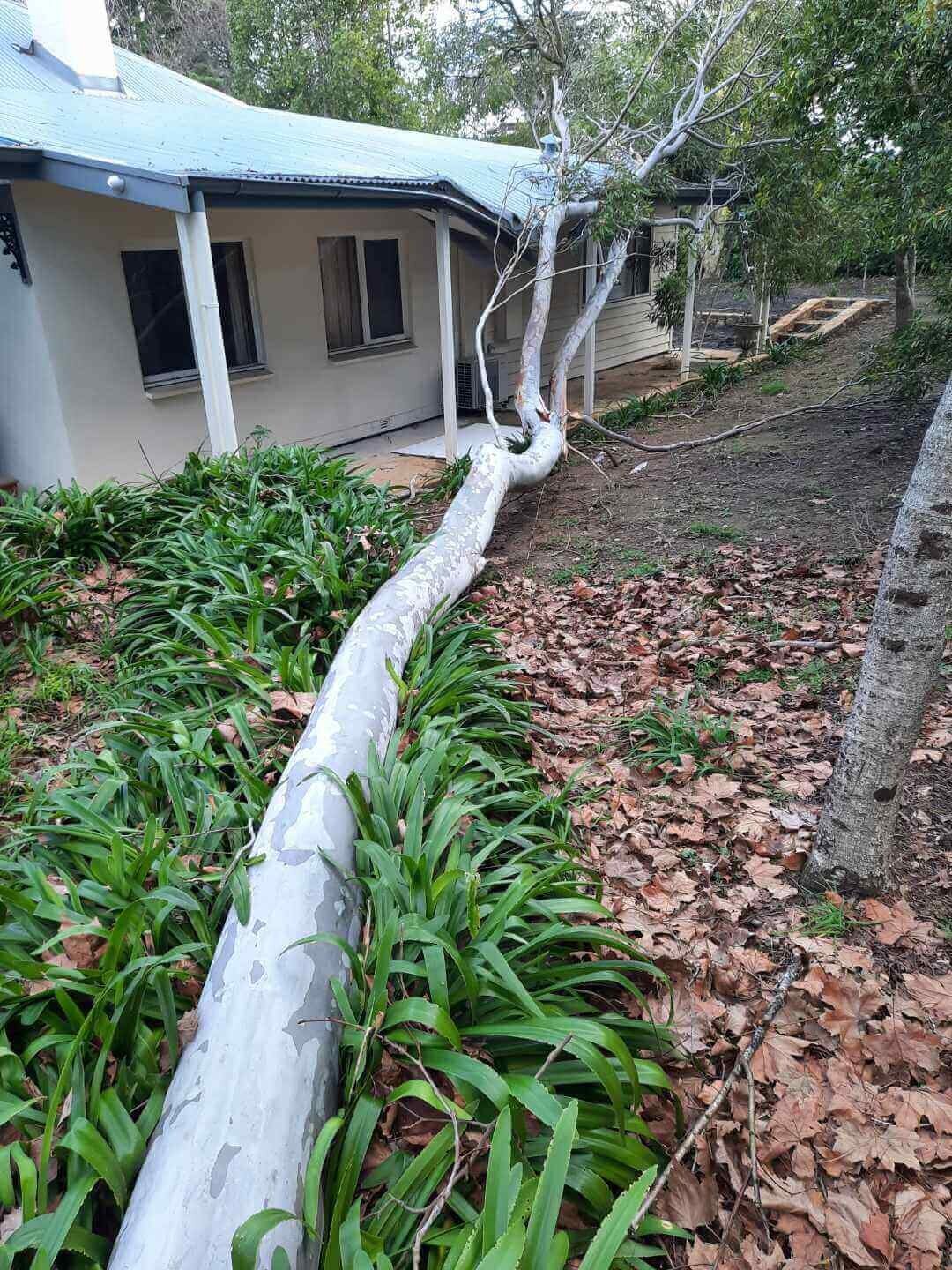 Storm Damage Branch Removals-Evergreen Tree Services SA-Sml