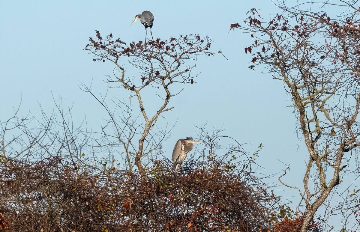 great blue heron 1.5-D