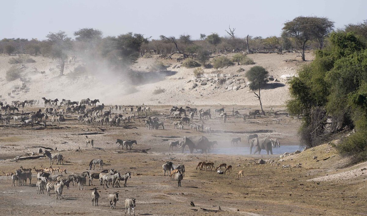 Leroo La Tau _ Boteti River & Makgadikgadi Pans National Park Zebra Migration_By Stephanie Vermillion(5)
