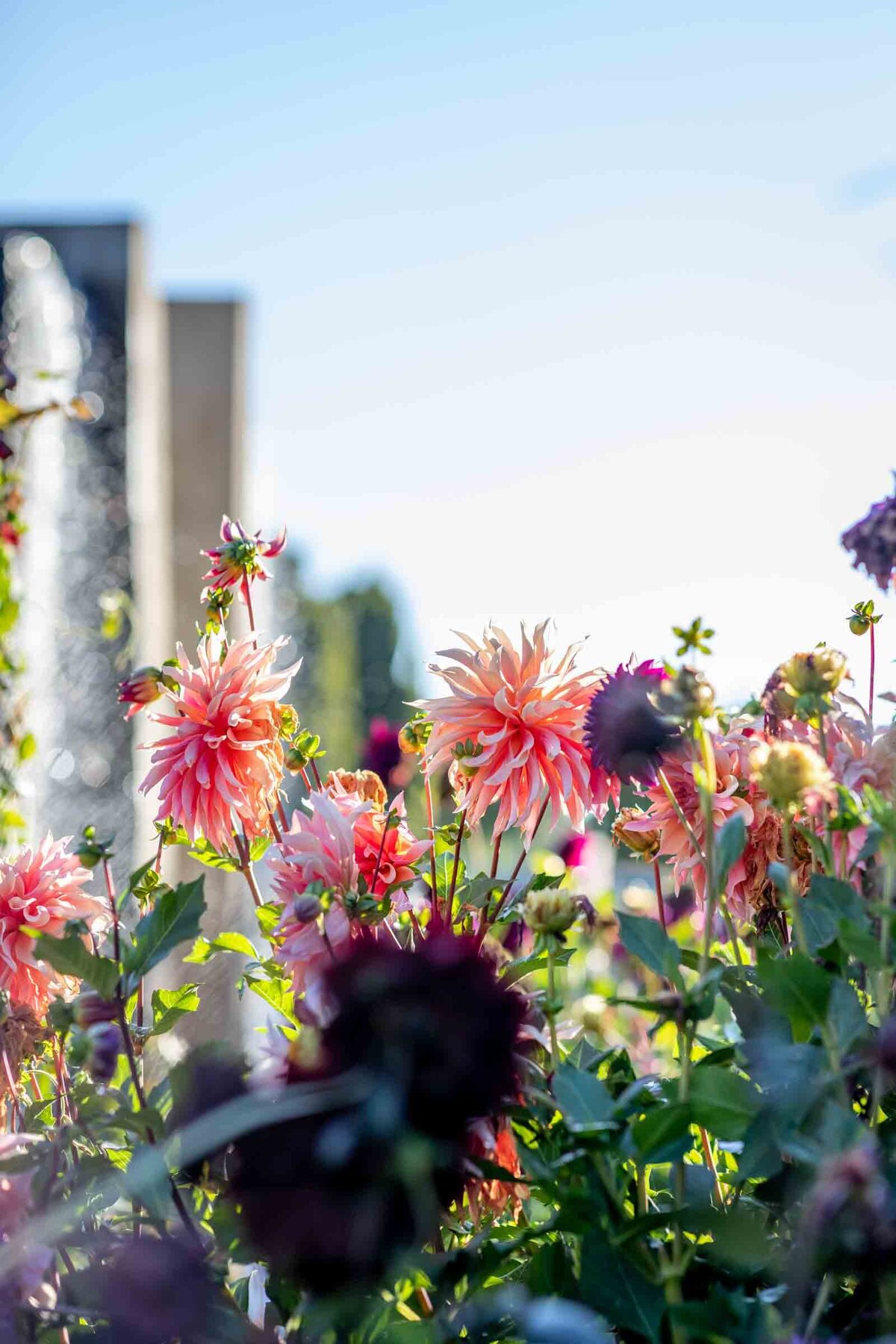 Denver-Botanic-Garden-Wedding-5