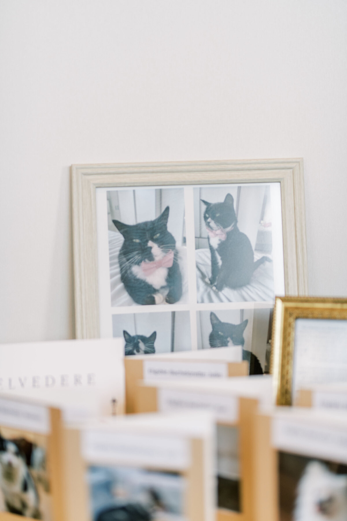 Photos of the bride and grooms cats at their wedding at the pearle hotel 