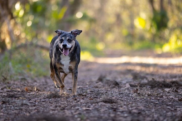 lilla-bordas-portraits-tampa-DOG-photographer1350_2