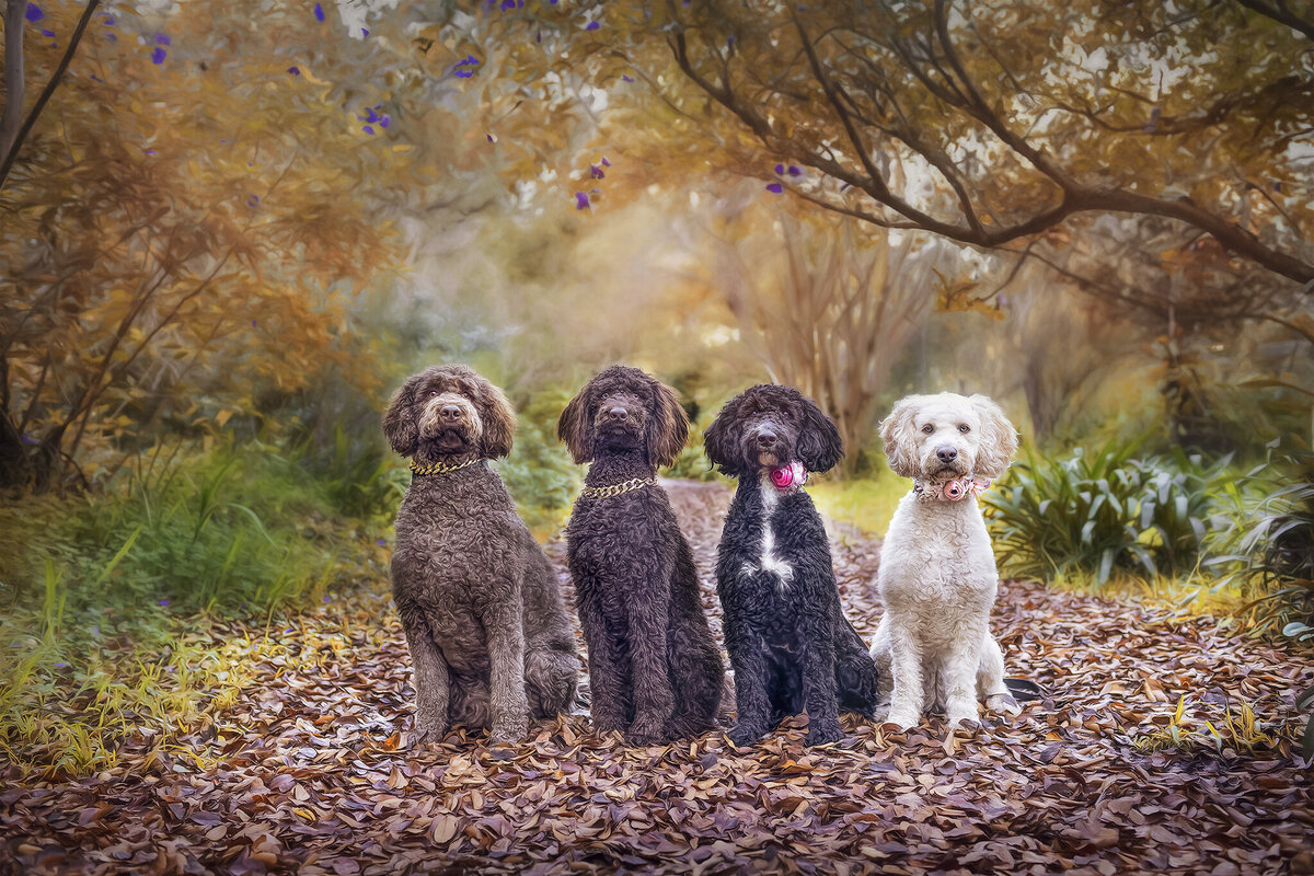 Family of ladradoodles in autumn leaves