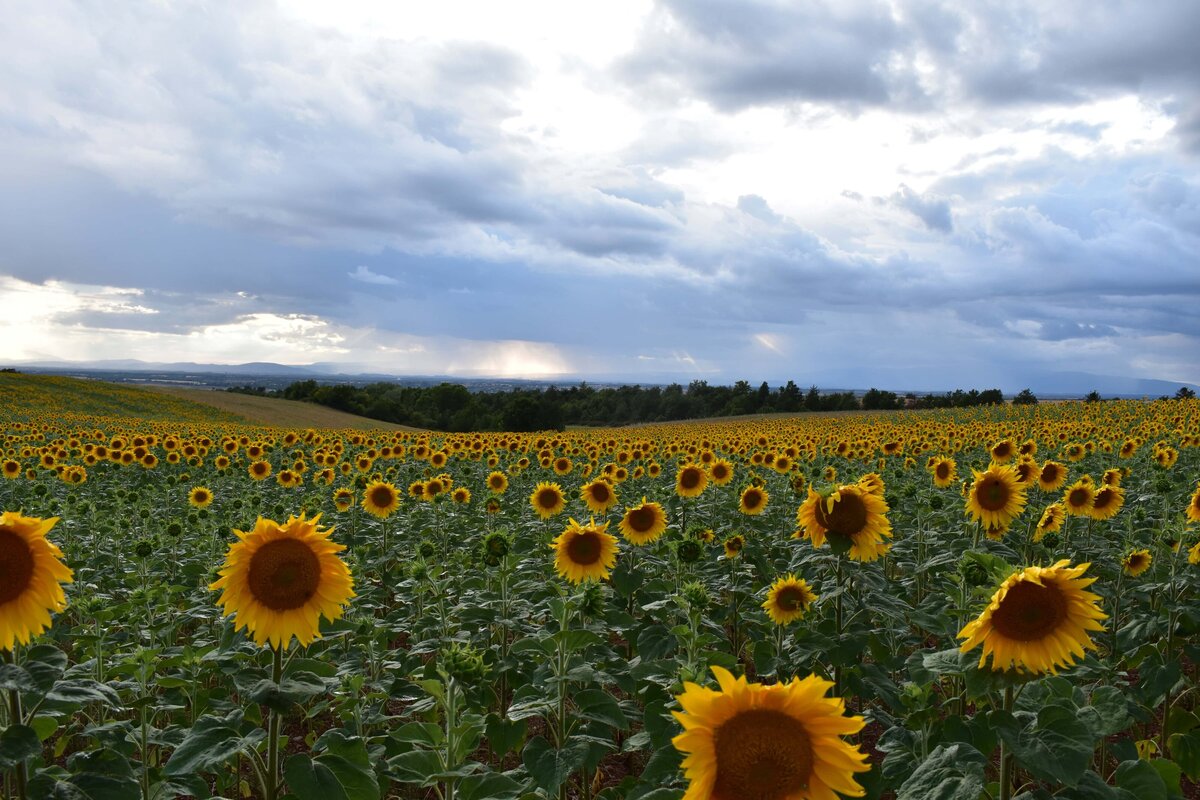 mer-bleue-france-hayes-2