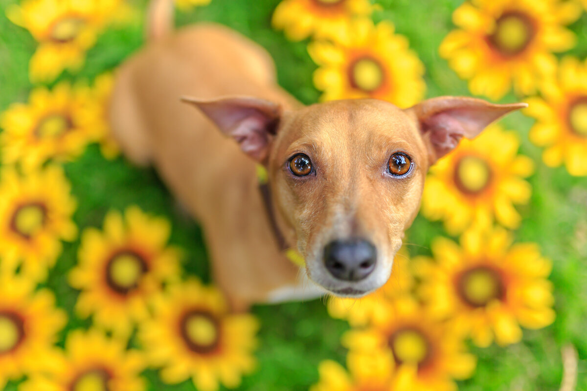 Hawaii Senior Dog Photography-24