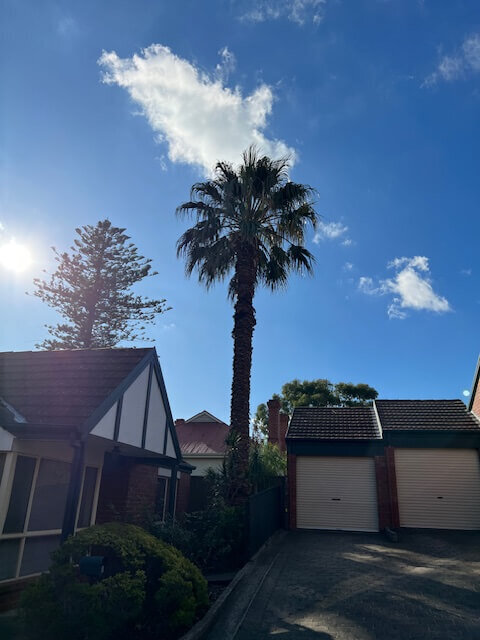 Evergreen Tree Services SA-Fan Palm Trimming-after
