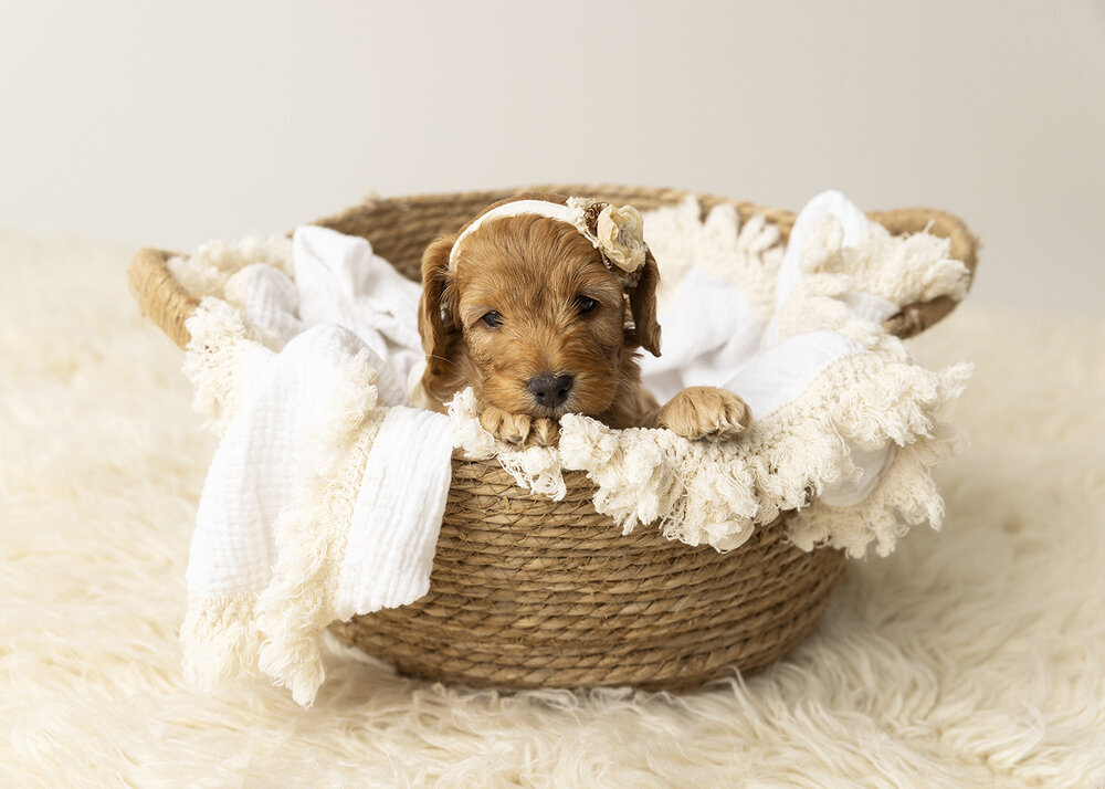 PETS_PUPPYGOLDENCAVOODLEDOGINABASKET