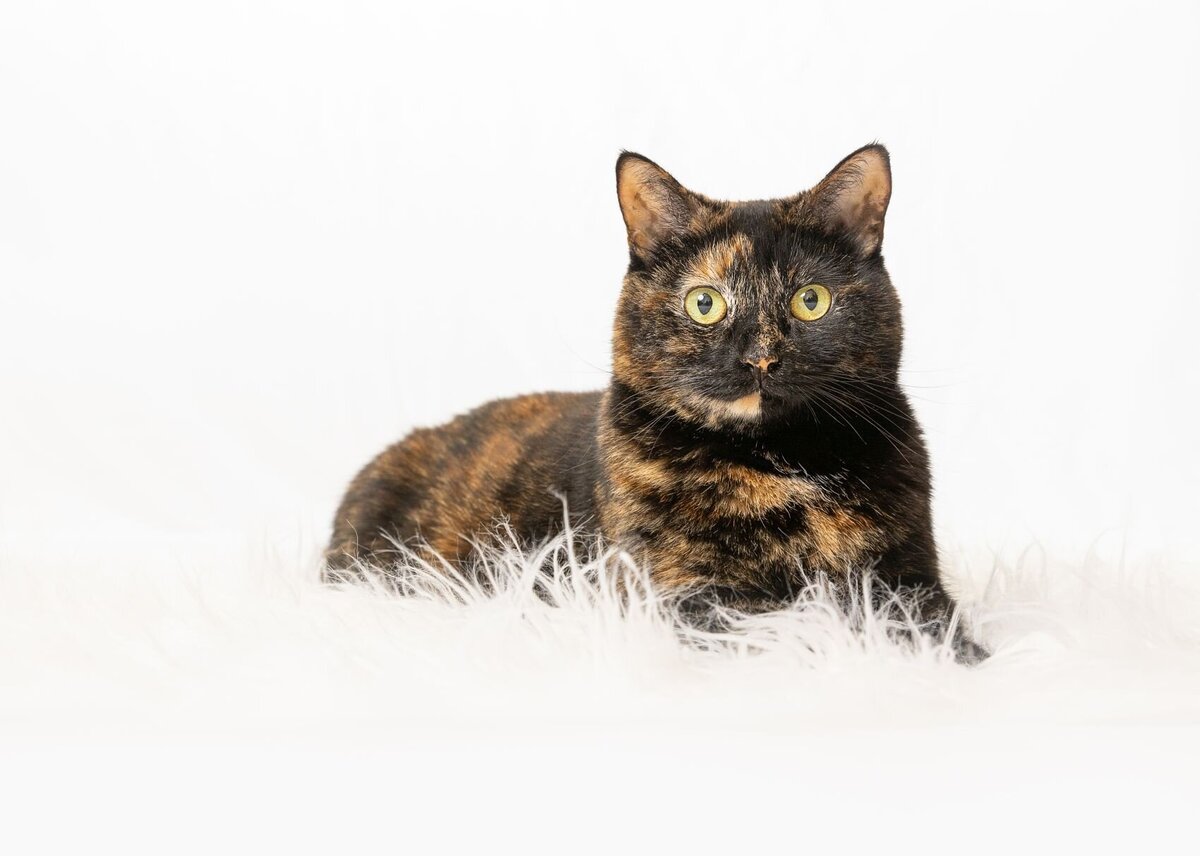 lilla-bordas-portraits-tampa-CAT-photographer1197
