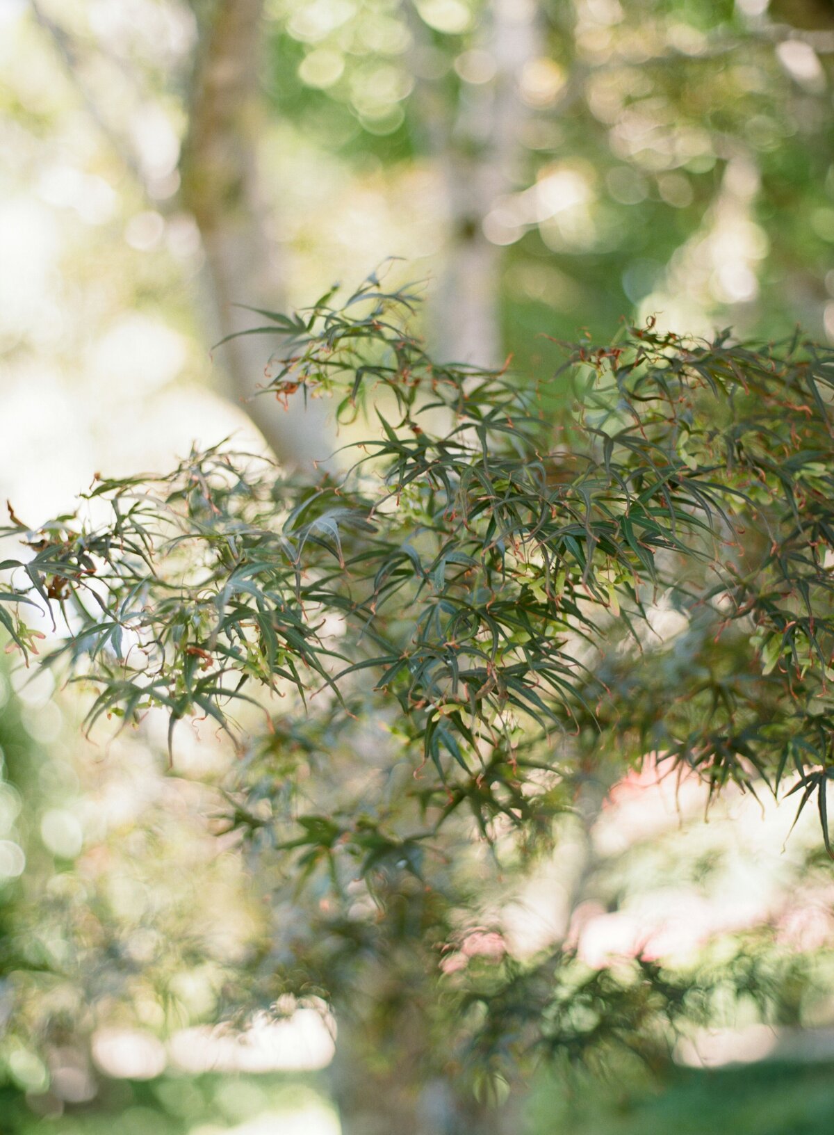 Sarah + Ainsley Filoli California Wedding Sneak Peeks Cassie Valente Photography 0047