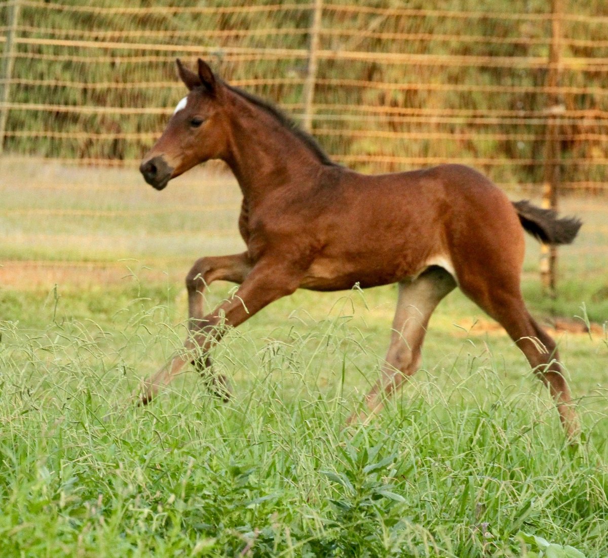 Bay Connemara Thoroughbred Foal Galloping in Grass