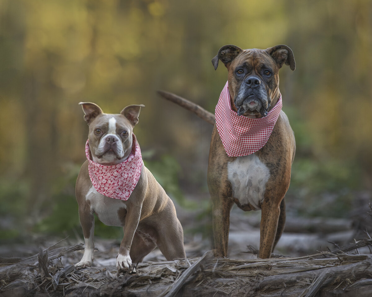 Two Pet dogs photos taken by Sonia Gourie fine art photography at an outdoor location in Ottawa  Ontario