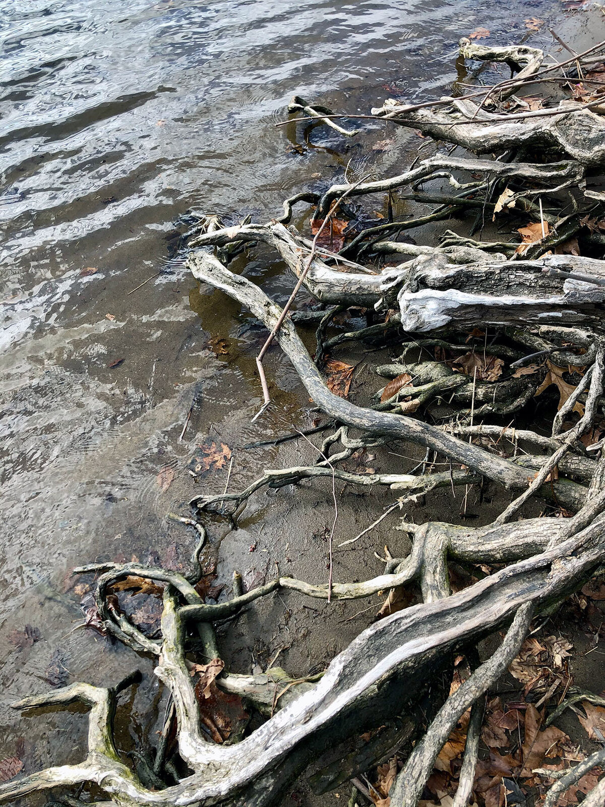 CCC_Estuary_53