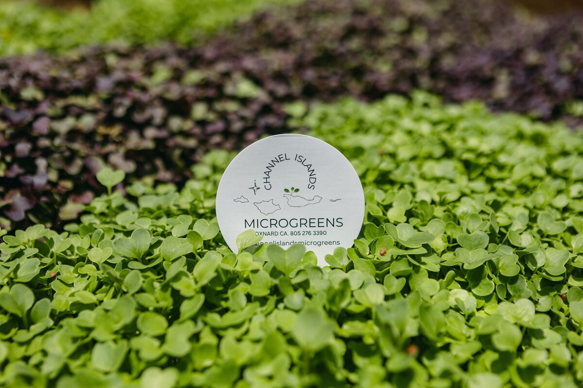 Channel-Islands-Micro-Greens-Local-Farmers-Markets-0001