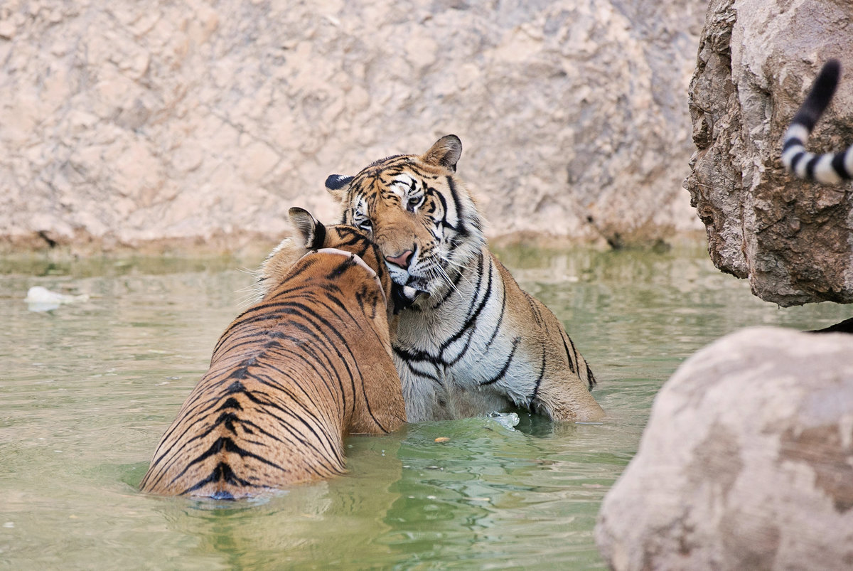 Tiger-20