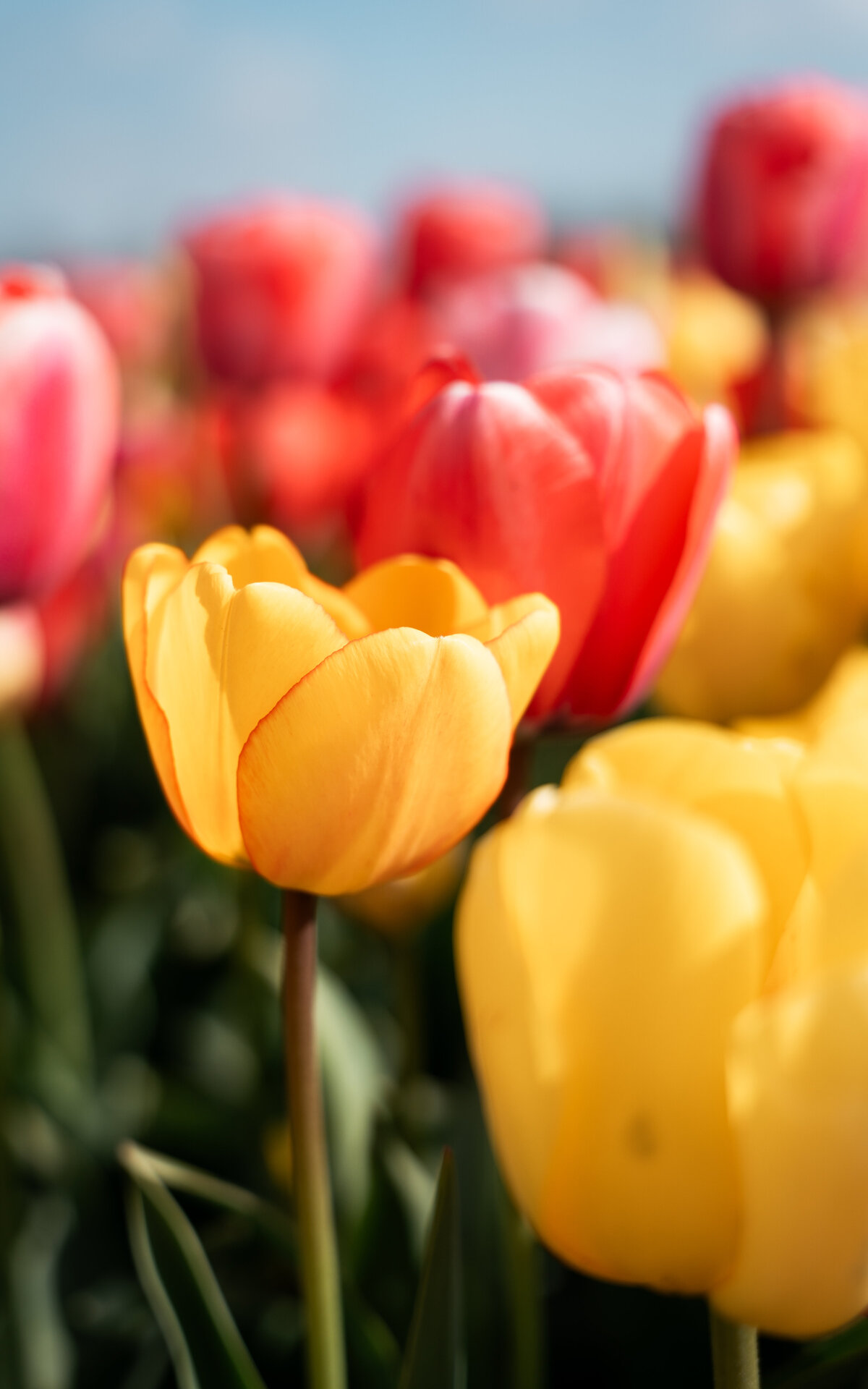 Tulp-2