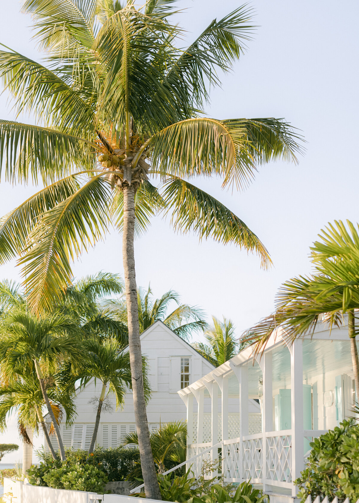 Palm tree  on Harbour Island.