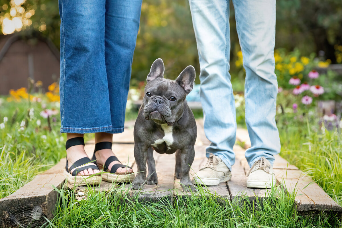 french bulldog standing by owners legs