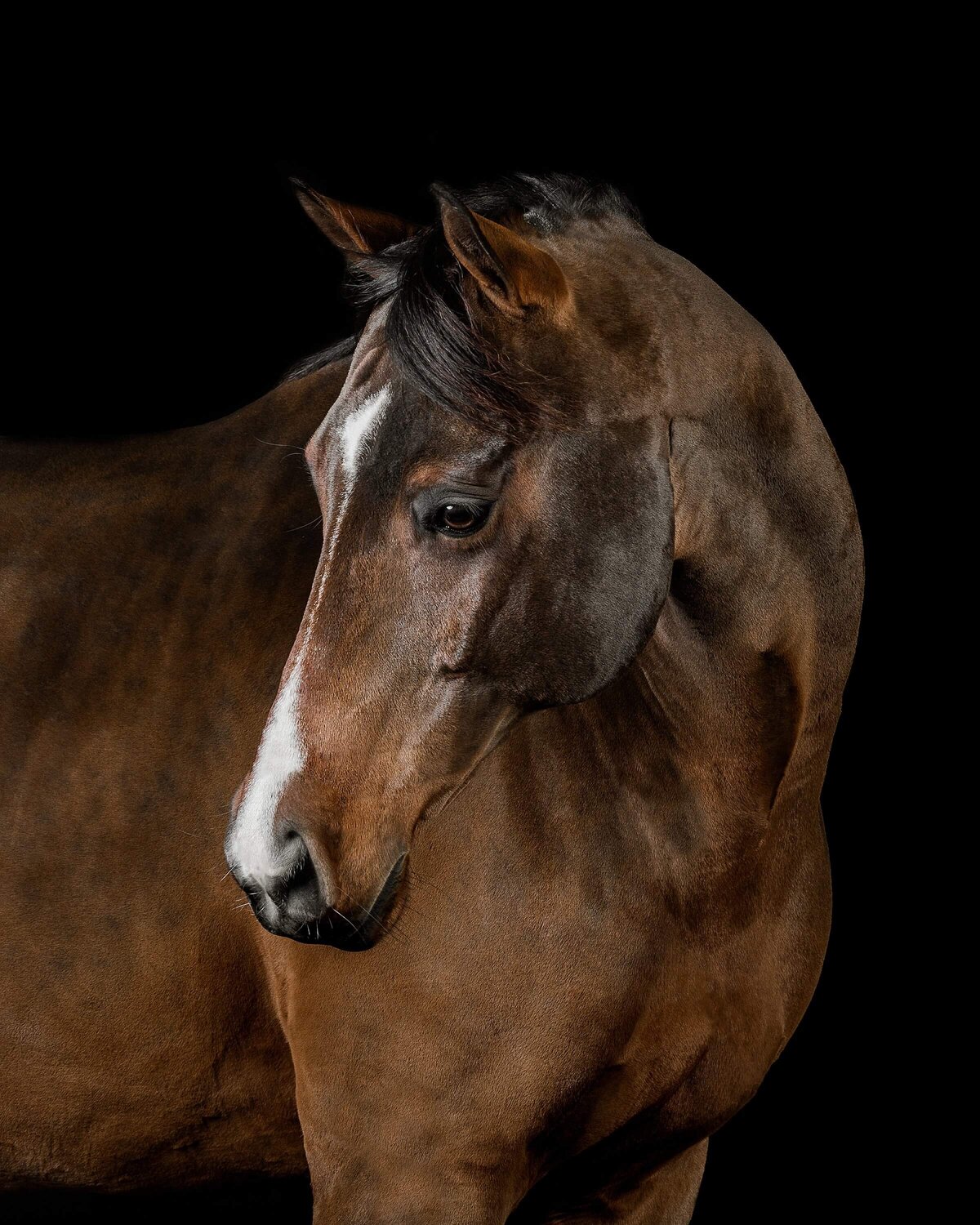 virginia-equine-fine-art-photographer