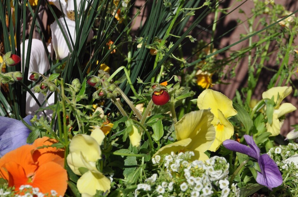 Commercial landscape company project in Kansas City: seasonal flowers showcase