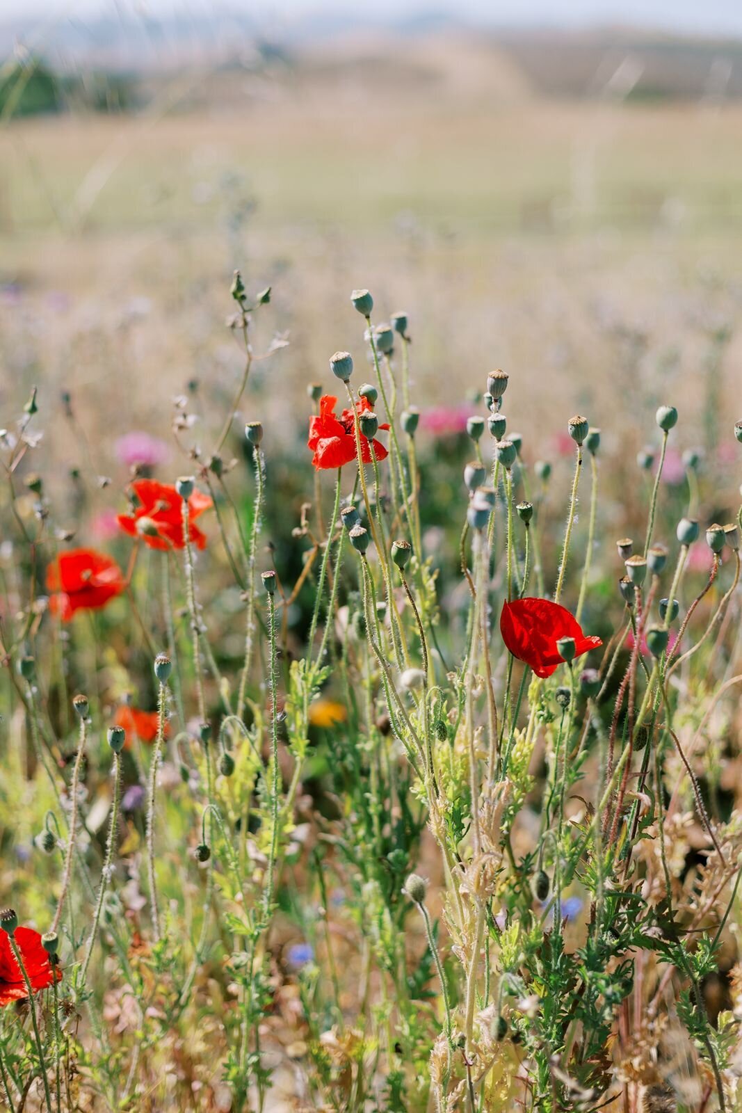 wildflowers
