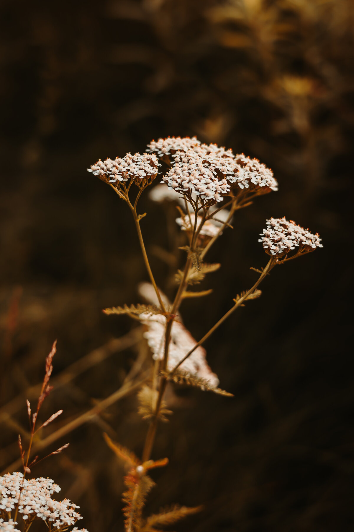 Nature photography - Amanda Nicholle Photography