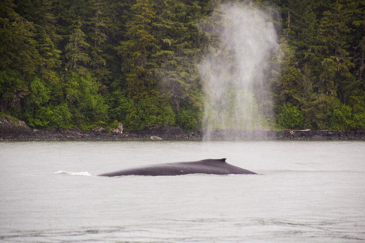 a whale's bakc breaching the water