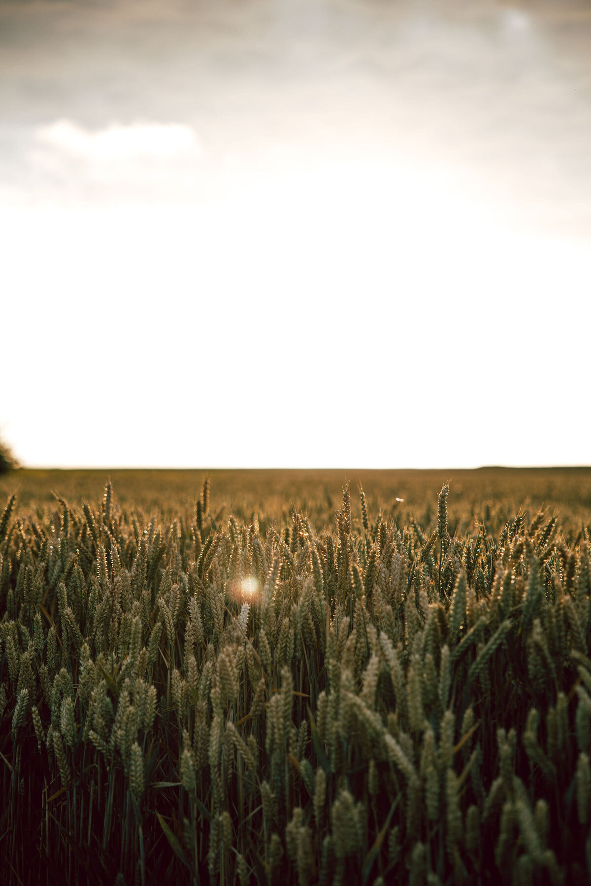 graanveld golden hour