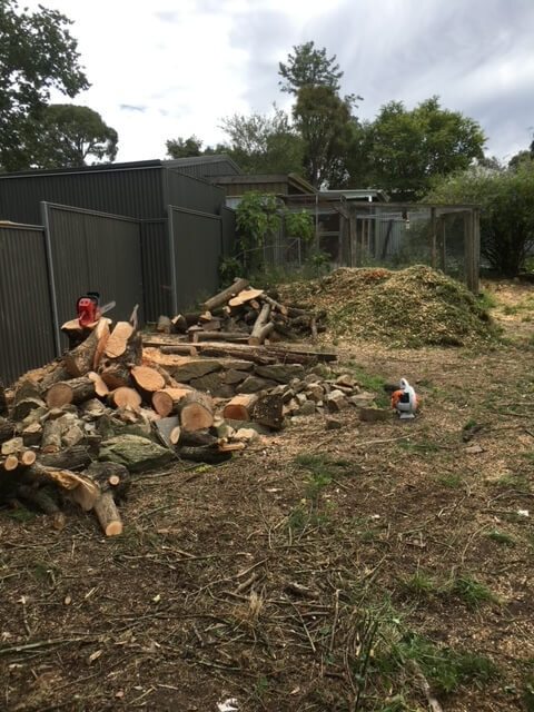 Evergreen Tree Services SA-Removal 002