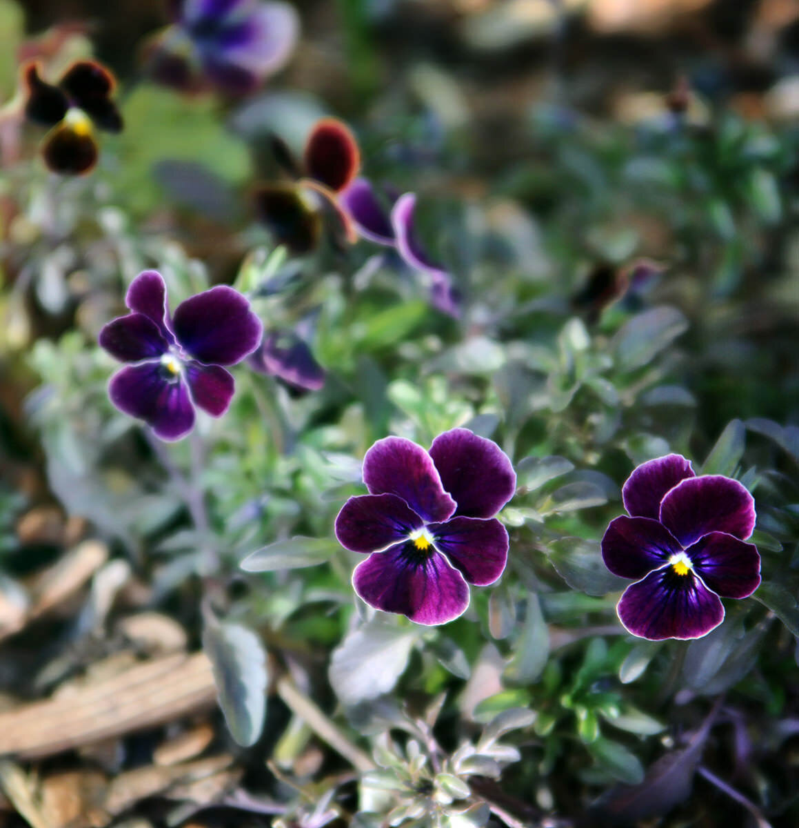 Smoky Purple Violas crop