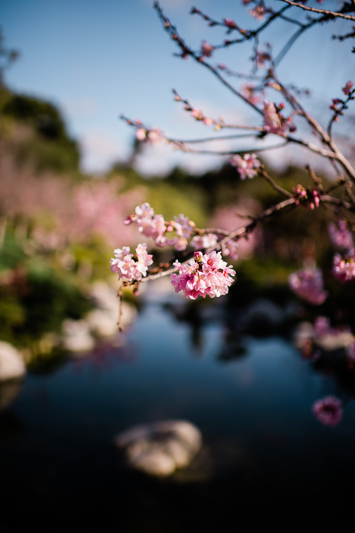 cherry blossom Japanese friendship garden wedding