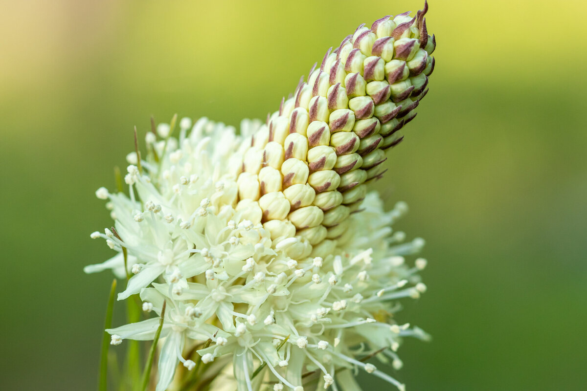 Montana wildflower white beargrass macro photo, Pattee Canyon, Missoula, MT