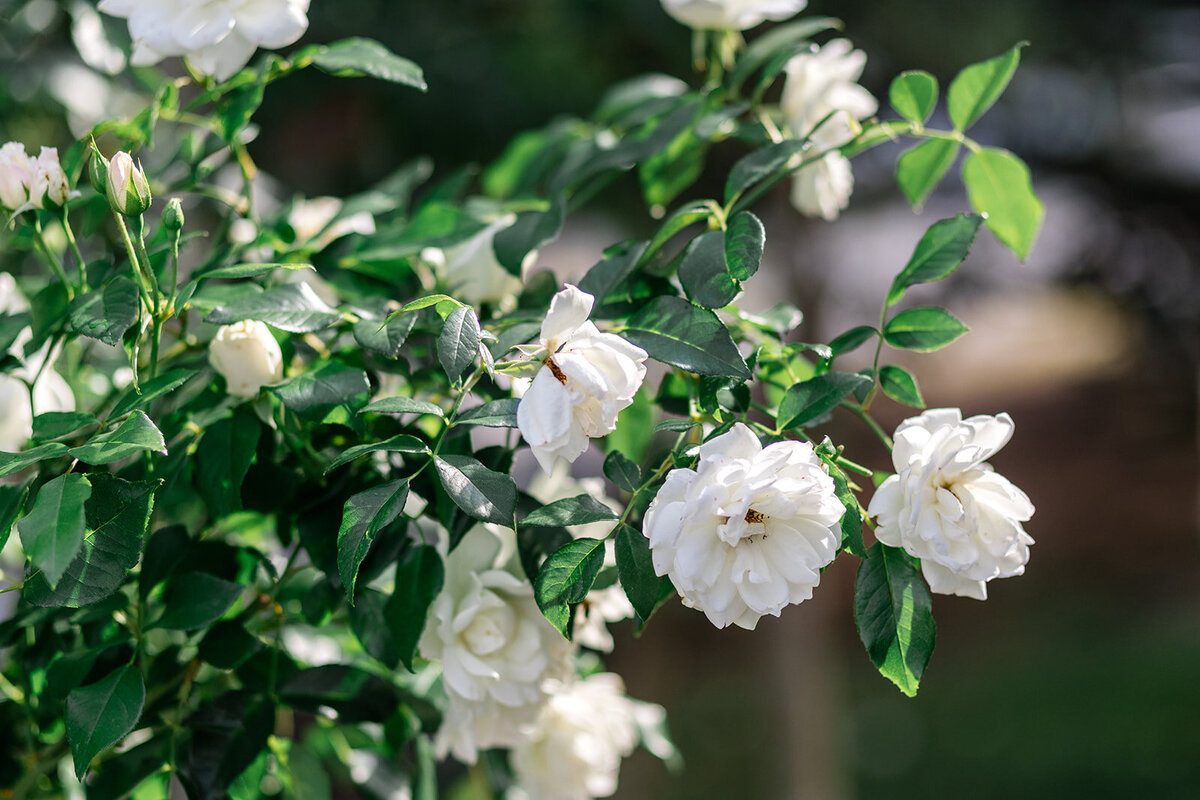 Lethbridge wedding photographer Andrea De Groot-621