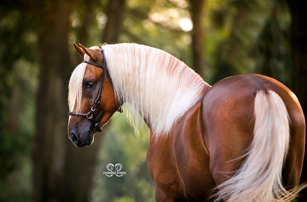 flaxen chestnut paso fino horse stallion